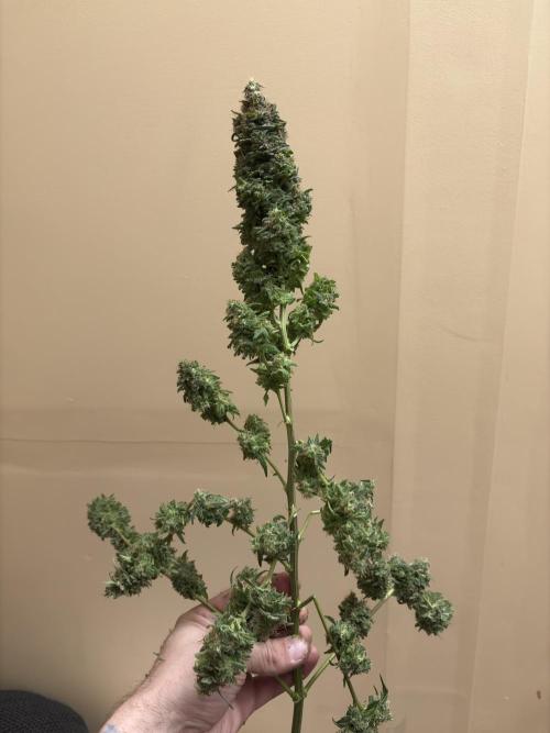 2026 Eternity Grow Cup. Week 32