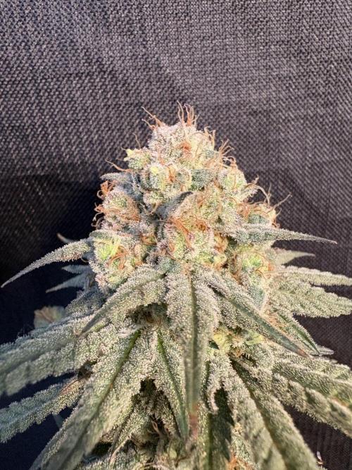 Gorilla cookies fast flower. Week 8