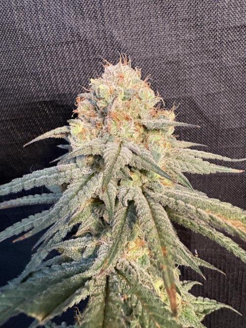 Gorilla cookies fast flower. Week 8