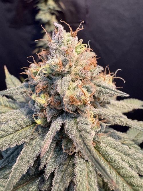 Gorilla cookies fast flower. Week 8