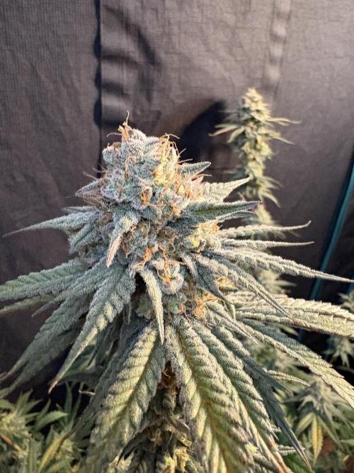 Gorilla cookies fast flower. Week 8