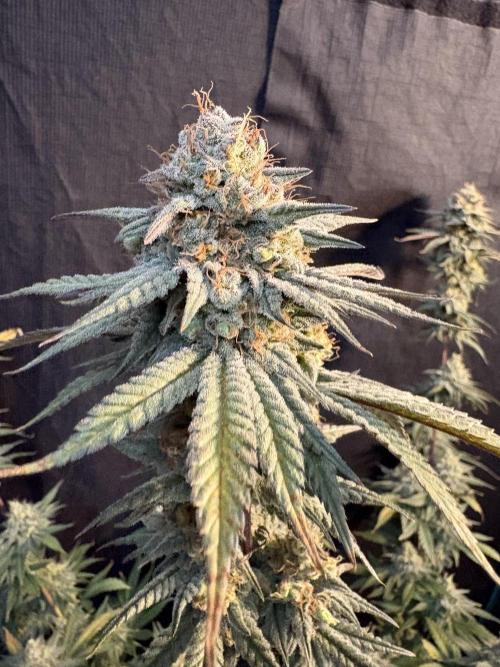 Gorilla cookies fast flower. Week 8