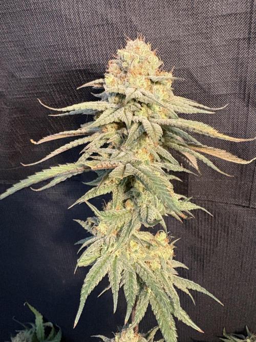 Gorilla cookies fast flower. Week 8