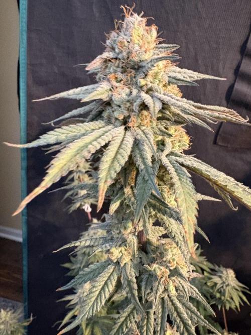 Gorilla cookies fast flower. Week 8