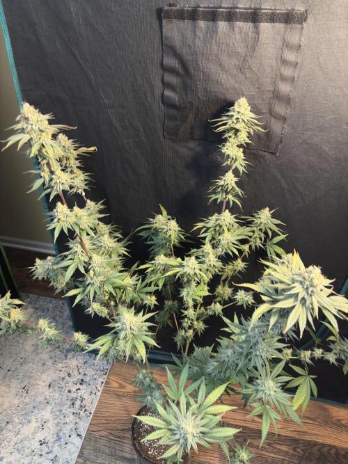 Gorilla cookies fast flower. Week 8