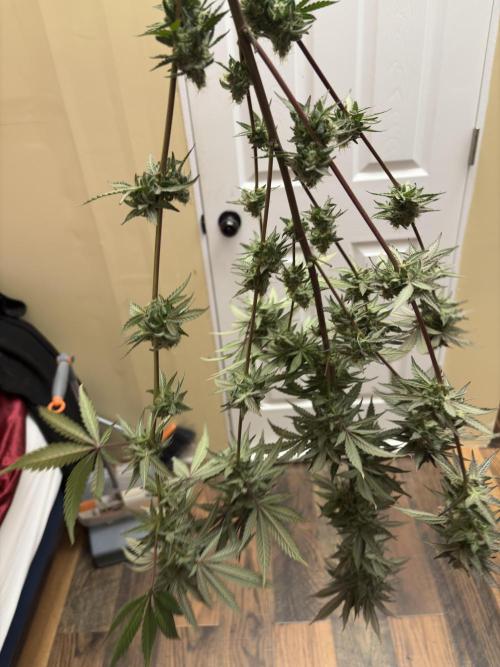 Gorilla cookies fast flower. Week 8