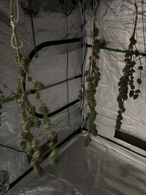 Gorilla cookies fast flower. Week 8