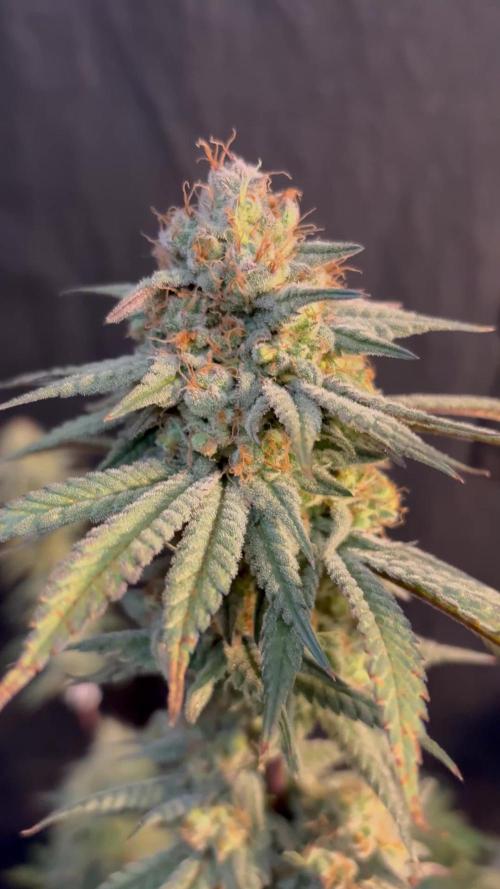 Gorilla cookies fast flower