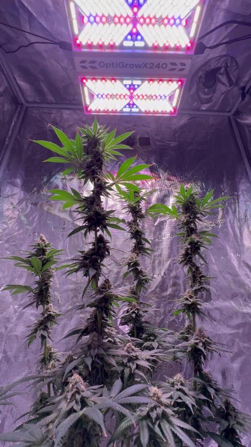 Do-si-dos Rqs
