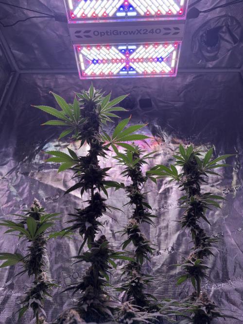 Do-Si-Dos. Week 8