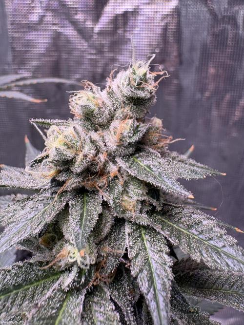 Do-si-dos Rqs. Week 10