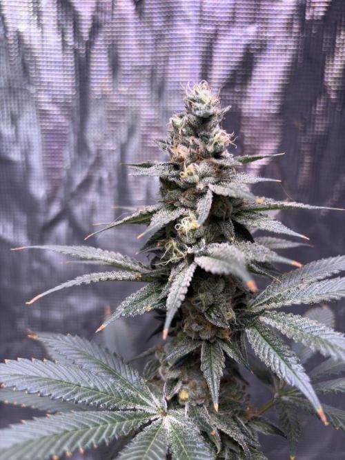 Do-si-dos Rqs. Week 10