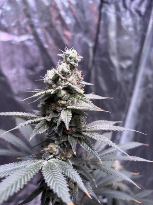 Do-si-dos Rqs. Week 10