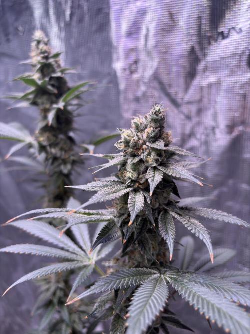 Do-si-dos Rqs. Week 10