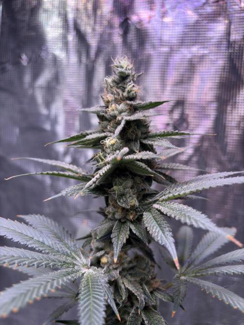 Do-si-dos Rqs. Week 10