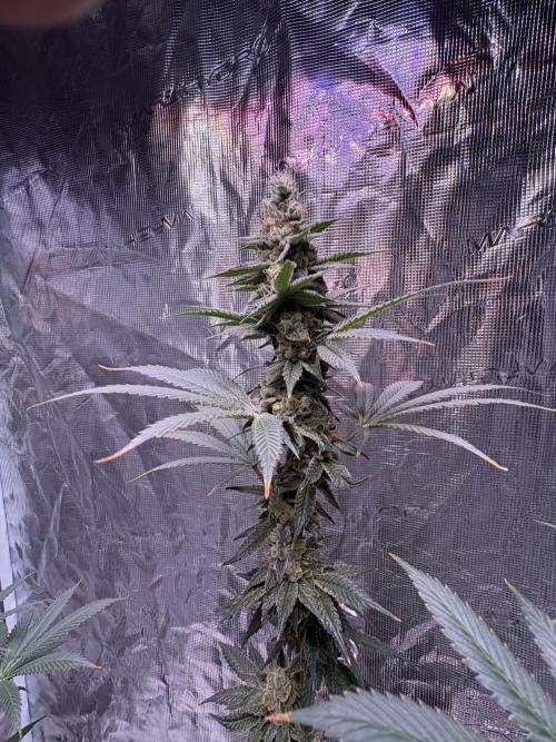 Do-si-dos Rqs. Week 10