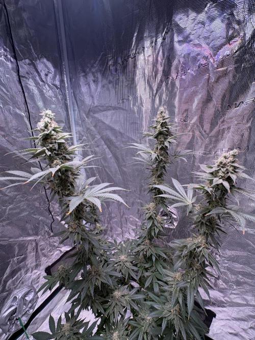 Do-Si-Dos. Week 10
