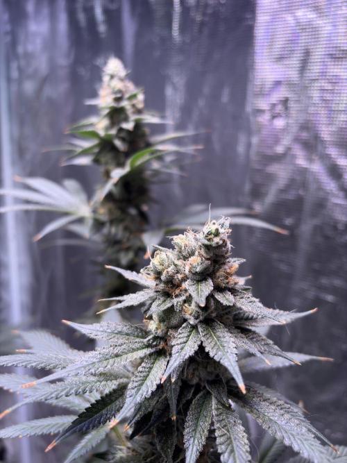 Do-si-dos Rqs. Week 11