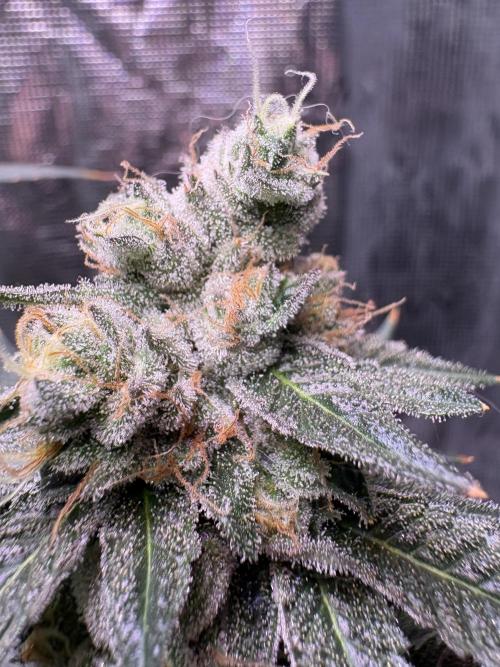 Do-si-dos Rqs. Week 11