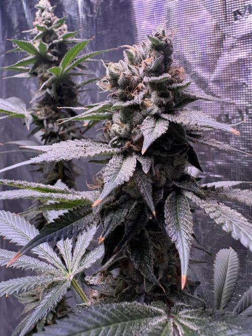 Do-si-dos Rqs. Week 11