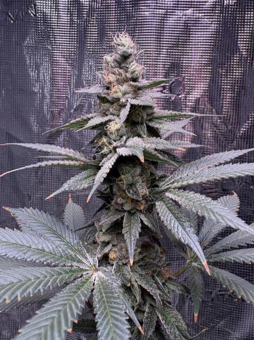 Do-si-dos Rqs. Week 11