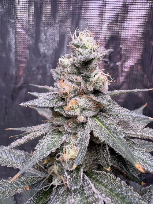 Do-si-dos Rqs. Week 11