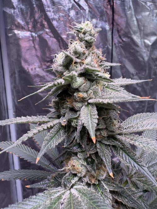 Do-si-dos Rqs. Week 11