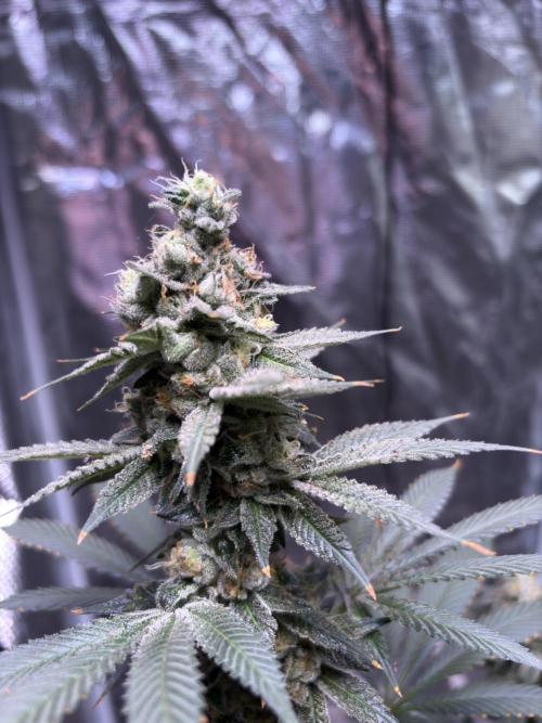 Do-si-dos Rqs. Week 11