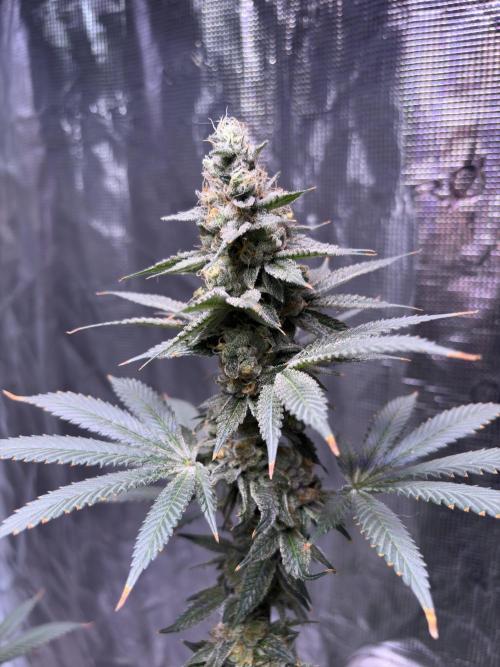 Do-si-dos Rqs. Week 11