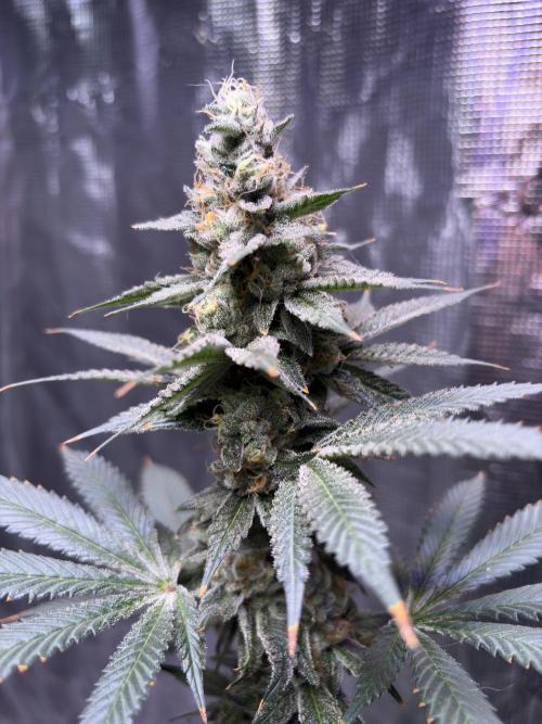 Do-si-dos Rqs. Week 11