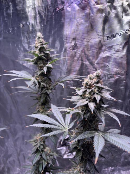 Do-si-dos Rqs. Week 11