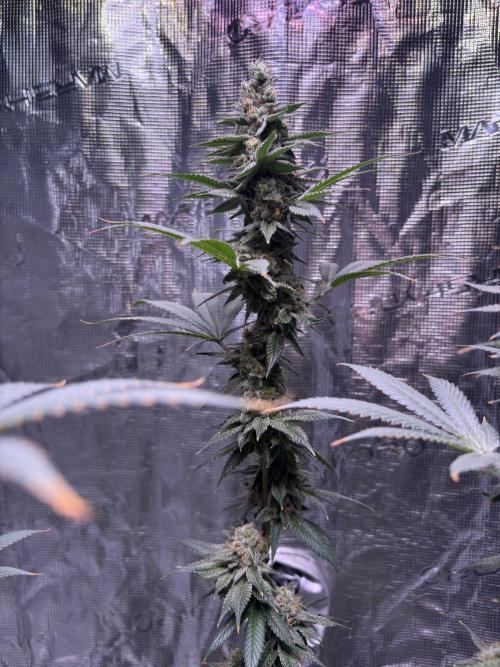 Do-si-dos Rqs. Week 11