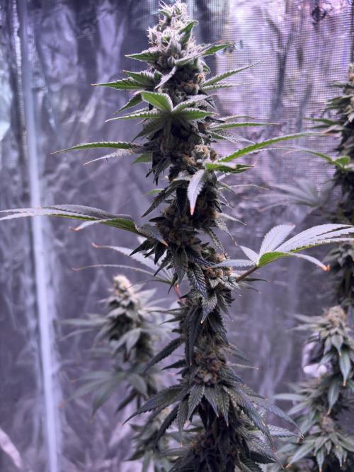 Do-si-dos Rqs. Week 11