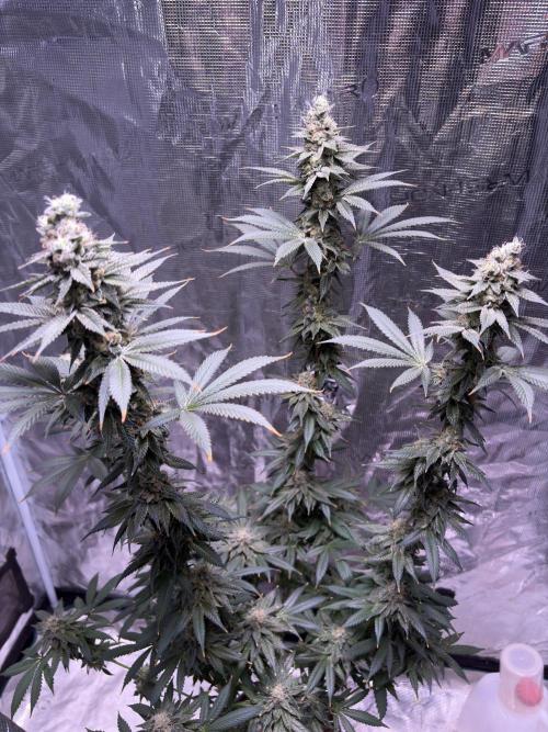 Do-si-dos Rqs. Week 11