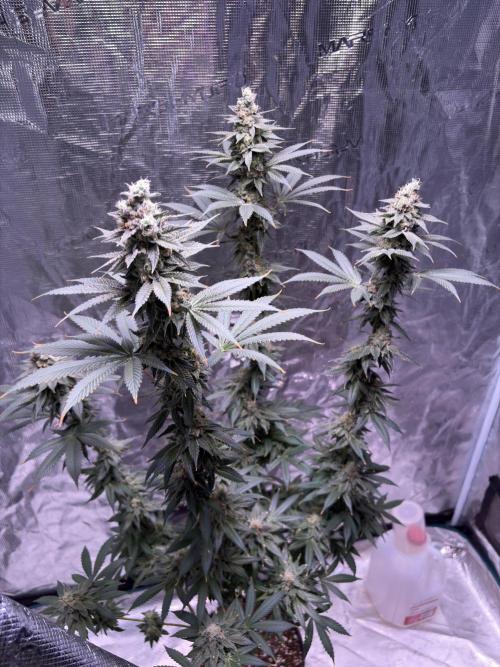 Do-si-dos Rqs. Week 11