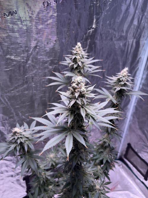Do-si-dos Rqs. Week 11