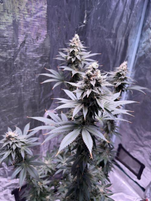 Do-si-dos Rqs. Week 11