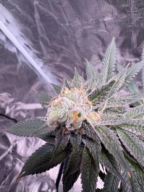 Do-si-dos Rqs. Week 11