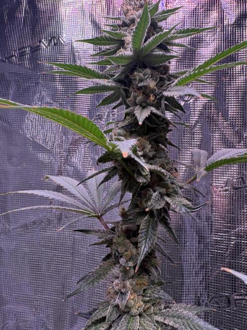 Do-si-dos Rqs. Week 11