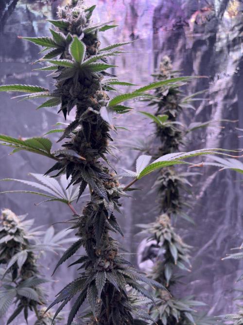 Do-si-dos Rqs. Week 11