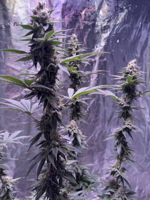 Do-si-dos Rqs. Week 11