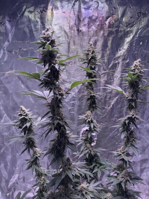 Do-si-dos Rqs. Week 11