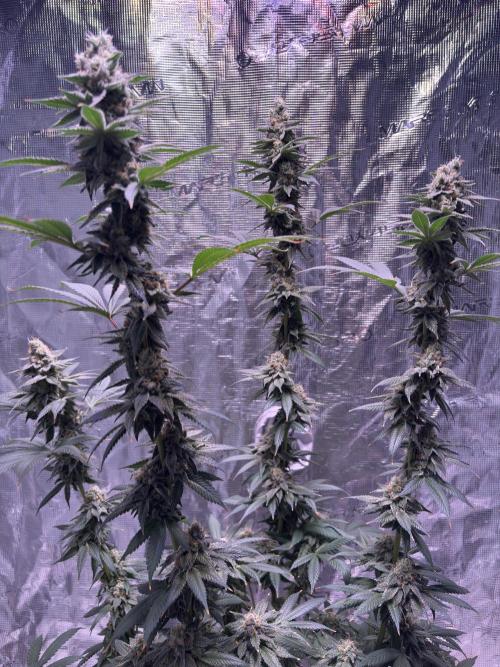 Do-si-dos Rqs. Week 11