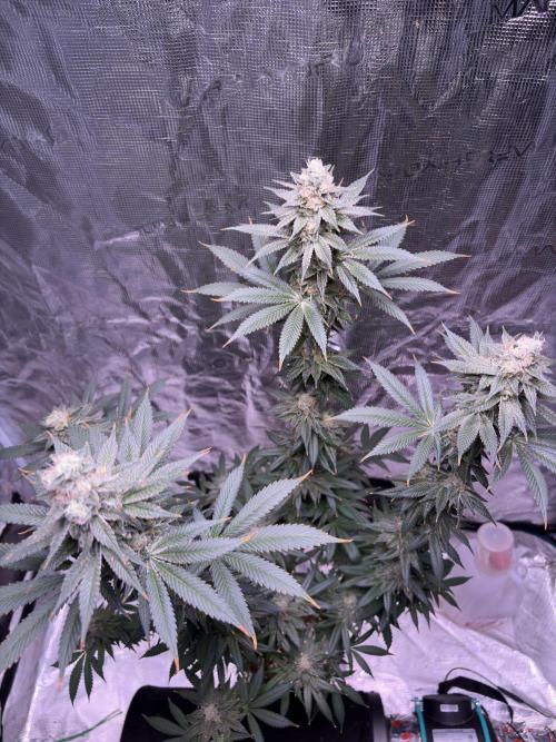 Do-si-dos Rqs. Week 11