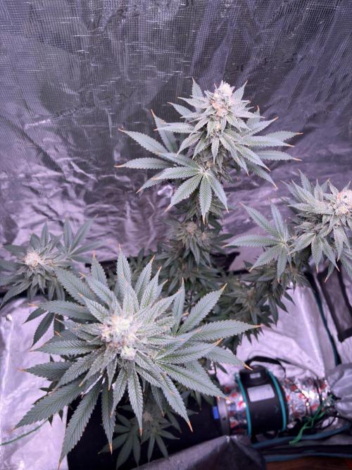 Do-si-dos Rqs. Week 11