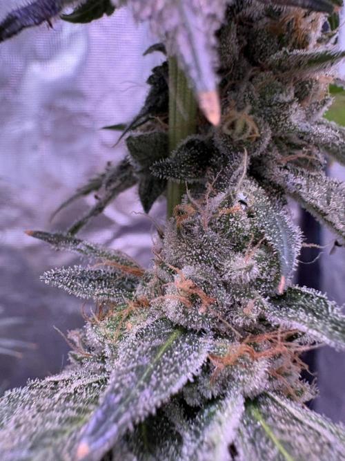 Do-si-dos Rqs. Week 12