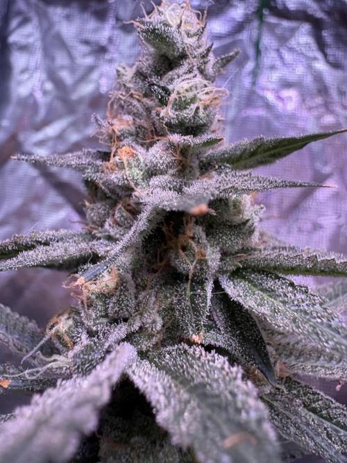 Do-si-dos Rqs. Week 12
