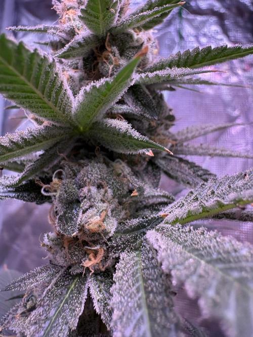Do-si-dos Rqs. Week 12