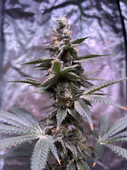 Do-si-dos Rqs. Week 12