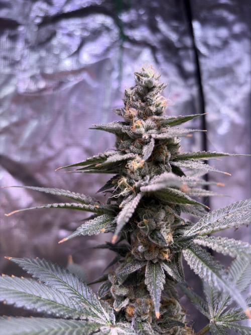 Do-si-dos Rqs. Week 12